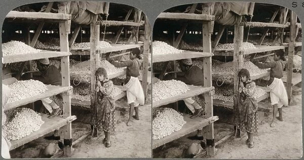 TURKEY: SILKWORMS, c1913. Cooling and drying silk cocoons after deadening process in Antioch