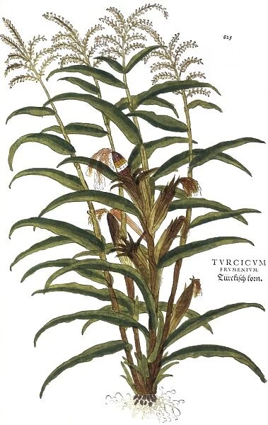 TURKISH CORN, 1735. Engraving from Elizabeth Blackwells A Curious Herbal, published in London, 1735