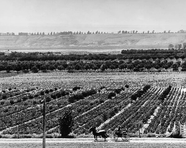 UNCOMPAHGRE VALLEY: FARM. A farm in the Uncompahgre Valley, Colorado, irrigated