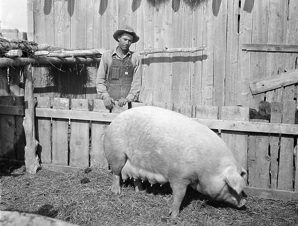 UTAH: FARMER, 1940. Curtis Whitlock of Utah with a sow he purchased with a loan