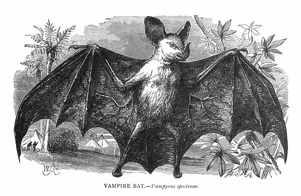 VAMPIRE BAT (Vampyrus spectrum). Wood engraving, 19th century