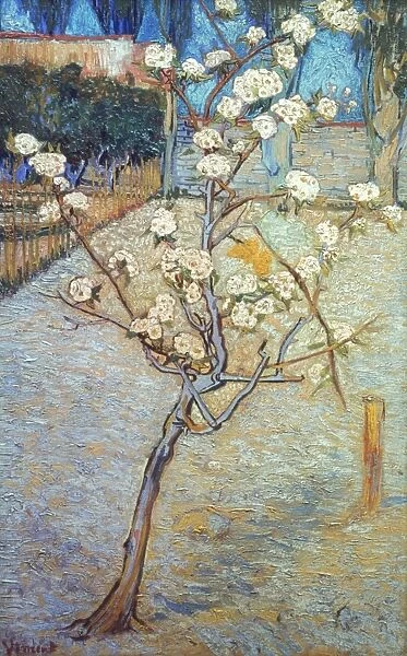 VAN GOGH: PEARTREE, 1888. Peartree in Blossom. Oil on canvas by Vincent Van Gogh