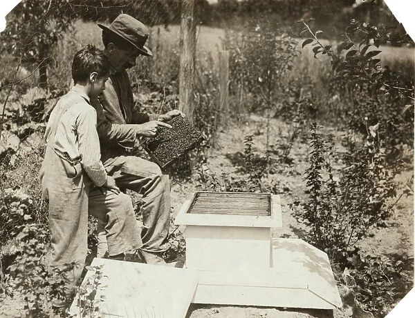 VERMONT: BEEKEEPERS, 1914. A man teaches his son how to tend to a beehive, in Bennington, Vermont