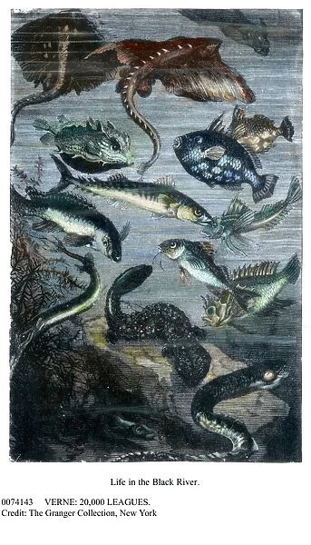 VERNE: 20, 000 LEAGUES. Undersea life of the North Pacific seen from the Nautilus : wood engraving after a drawing by Alphonse de Neuville from an 1870 edition of Jules Vernes Twenty Thousand Leagues Under the Sea