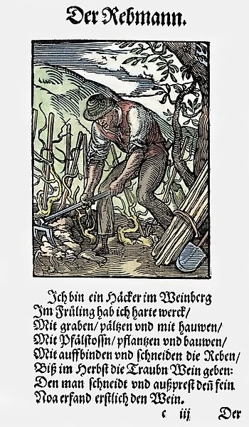VINEGROWER, 1568. Woodcut, 1568, by Jost Amman