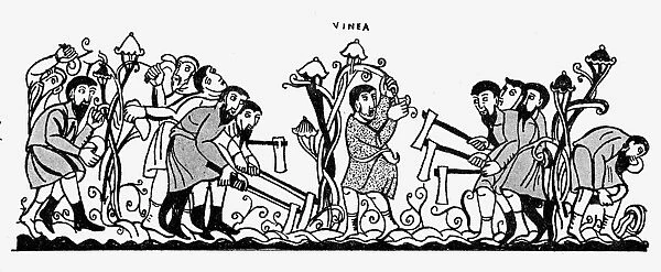 VINEGROWING, 10th CENTURY. Woodcut after an illumination from a 10th century German