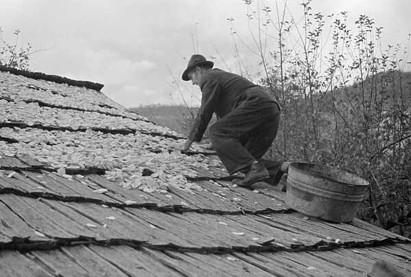 VIRGINIA: APPLES, 1935. A man drying apples on a roof as a source of income, in