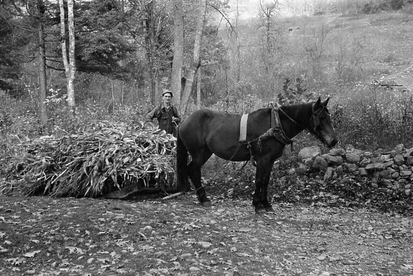 VIRGINIA: CORN, 1935. A man hauling a load of cornstalks in Shenandoah National Park, Virginia