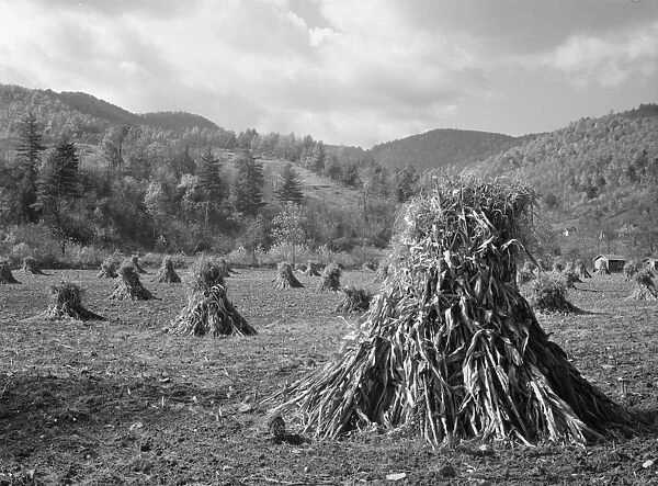 VIRGINIA: FARMLAND, 1935. Cornfields after a harvest in Shenandoah National Park, Virginia