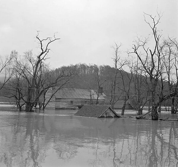 VIRGINIA: FLOOD, 1936. Farmland flooded by the Shenandoah River near Winchester, Virginia