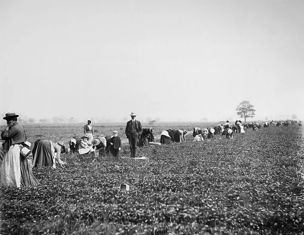 VIRGINIA: STRAWBERRY FARM. A white overseer and two children observe the harvest