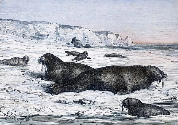 WALRUSES ON ICE FIELD. Walruses on an ice field in the Arctic. Wood engraving, late 19th century
