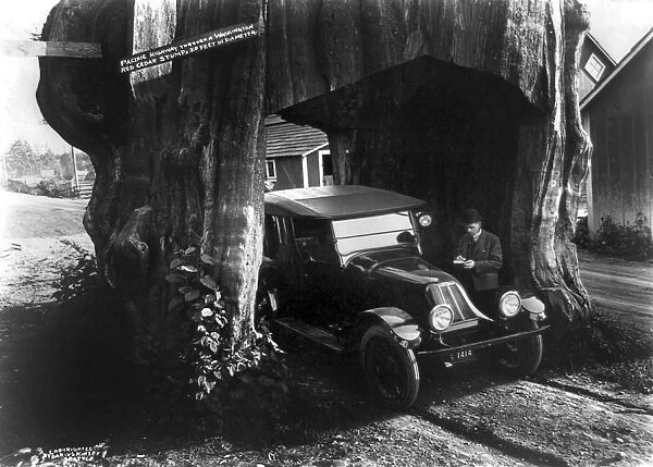 WASHINGTON: RED CEDAR, c1920. A car driving through a red cedar tree trunk along