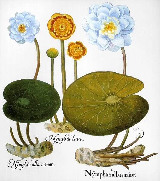 WATER LILY, 1613. Left and right: European white water lily (Nymphaea alba), center: yellow pond lily (Nuphar lutea): engraving for Basilius Beslers Florilegium, Nuremberg, 1613