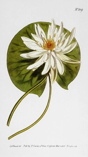 WATER LILY, 1805. Sweet-scented water lily (Nymphea odorata): engraving, 1805, for Curtiss Botanical Magazine