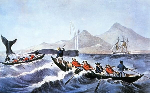 WHALE FISHERY, LAYING ON. Lithograph, 1852, by Nathaniel Currier