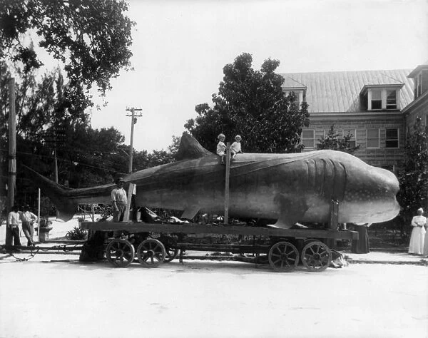 WHALE SHARK, c1913. A 45-foot long whale shark on a trailer in Florida