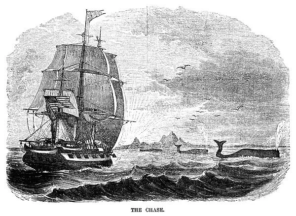 WHALING, 1855. The Chase. An American whaling ship approaching a pod of whales