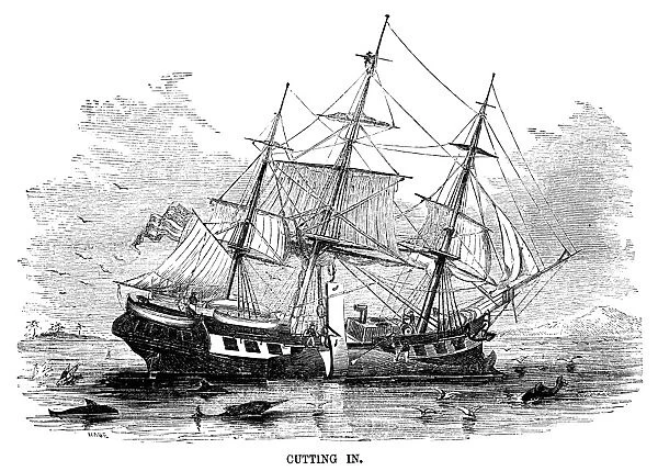 WHALING, 1855. Cutting In. A killed whale is brought to the side of an American whaling ship
