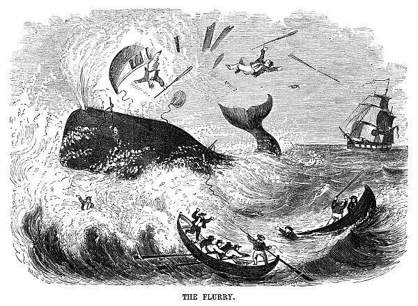 WHALING, 1855. The Flurry. A harpooned whale destroys one of the rowboats of the whalers