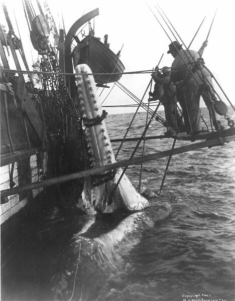 WHALING, 1903. Cutting in a sperm whale off the coast of New Bedford, Massachusetts