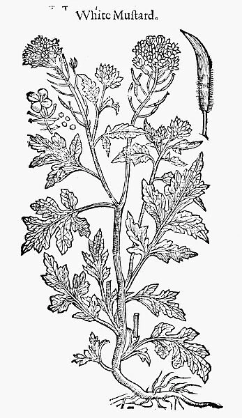 WHITE MUSTARD PLANT. Woodcut from the 1633 edition of John Gerards The Herbal