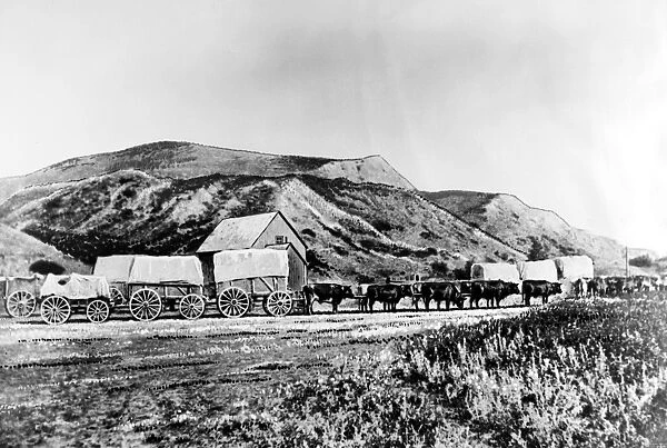 WHOOP-UP TRAIL, 1870s. A bull train on the 210 mile smuggling route between Fort Benton