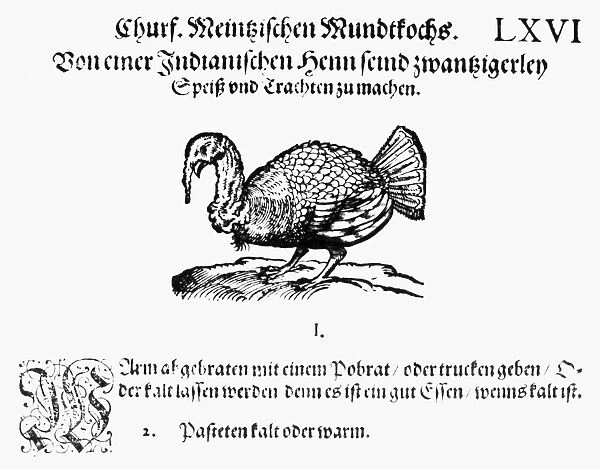 WILD TURKEY, 1604. Woodcut from Max Rumpolts Ein new Kochbuch published in Frankfurt, 1604