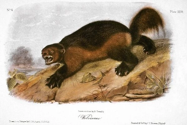 WOLVERINE. Lithograph, 1846, after a painting by John James Audubon