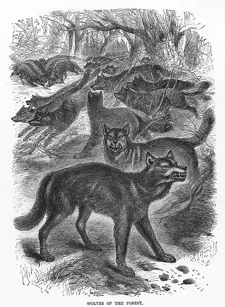 WOLVES. Wood engraving, 19th century