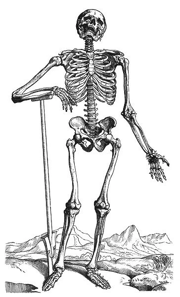 Woodcut from the first book of Andreas Vesalius De Humani Corporis Fabrica, published in 1543 at Basel