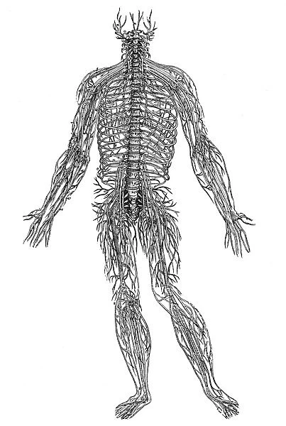 Woodcut from the fourth book of Andreas Vesalius De Humani Corporis Fabrica, published in 1543 at Basel, Switzerland