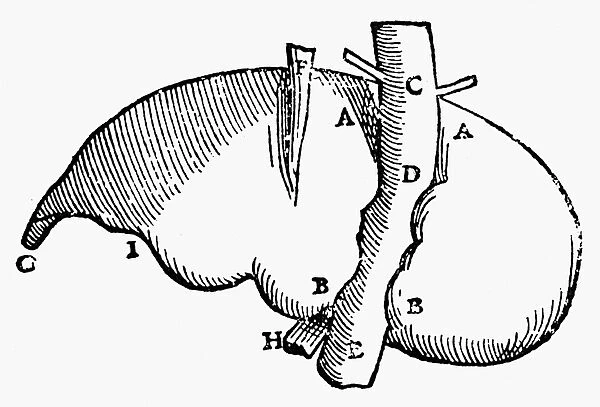 Woodcut of a human liver from the third book of Andreas Vesalius De Humani Corporis Fabrica, 1543