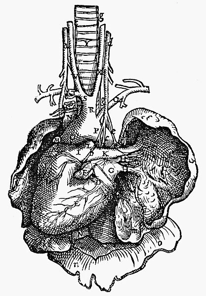 Woodcut from the sixth book of Andreas Vesalius De Humani Corporis Fabrica, published in 1543 at Basel, Switzerland