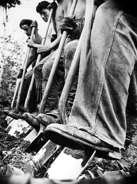 Workers for the Civilian Conservation Corps digging firebreaks in a Wisconsin forest. Photographed in 1940