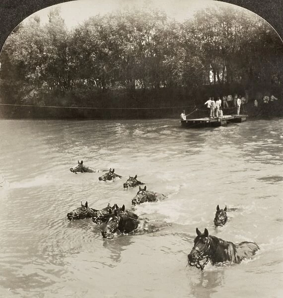 WORLD WAR I: CAVALRY. French cavalry horses swimming across a river in northern France
