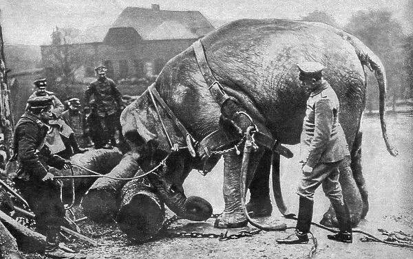 WORLD WAR I: ELEPHANT, 1915. An elephant used by German soldiers to push heavy