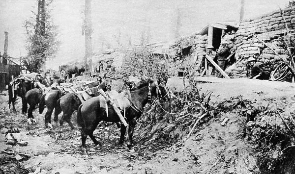 WORLD WAR I: HORSES. British patrol horses tethered behind dugouts in a sunken
