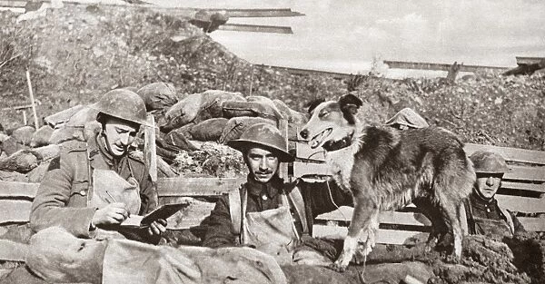 WORLD WAR I: MESSENGER DOG. A British dispatch-bearing dog waiting for his message
