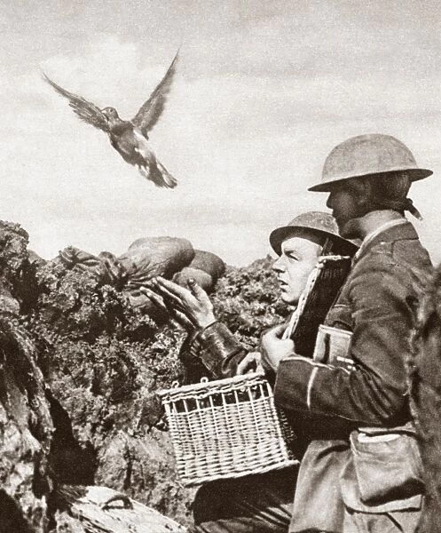 WWI: CARRIER PIGEON. A carrier pigeon being released to carry a message to the