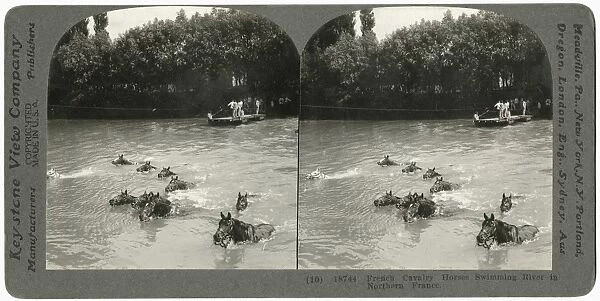 WWI: FRENCH CAVALRY, c1916. French cavalry horses swimming river in northern France