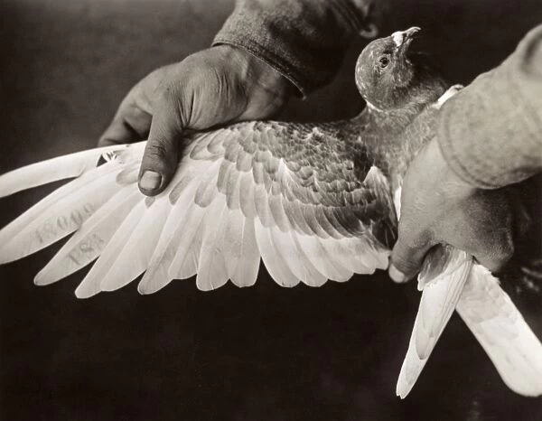 WWI: PIGEON, 1918. A homing pigeon used by the US Army to carry messages