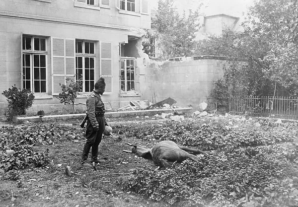 WWI: SOLDIER AND HORSE. A Chasseur d Afrique with his dying horse in Soissons, France