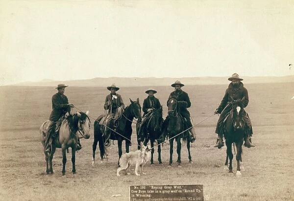 WYOMING: COWBOYS, 1887. Roping gray wolf. Cowboys take in a gray wolf on Round Up