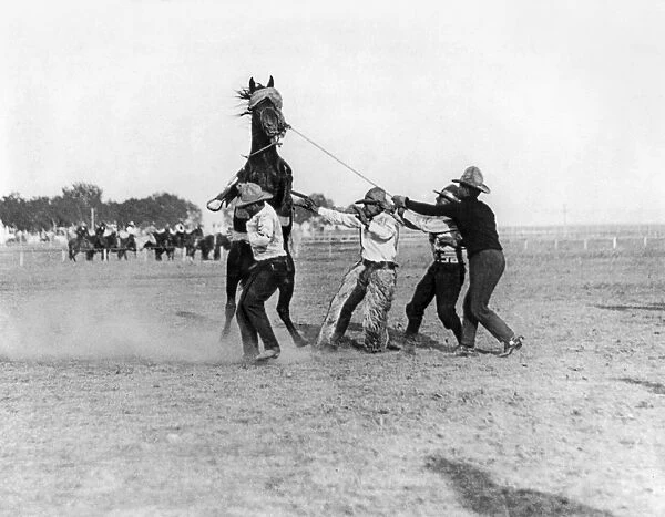 WYOMING: RODEO, c1910. Four cowboys taming a bucking bronco during the Cheyenne