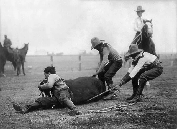WYOMING: RODEO, c1910. A western performer known as Buffalo Vernon throwing a steer with the help of two cowboys in a bull-dogging contest during the Cheyenne Frontier Days rodeo and western celebration in Cheyenne, Wyoming. Photograph, c1910