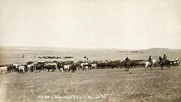 WYOMING: ROUND UP, c1890. Round up of cattle on a range in Cheyenne, Wyoming