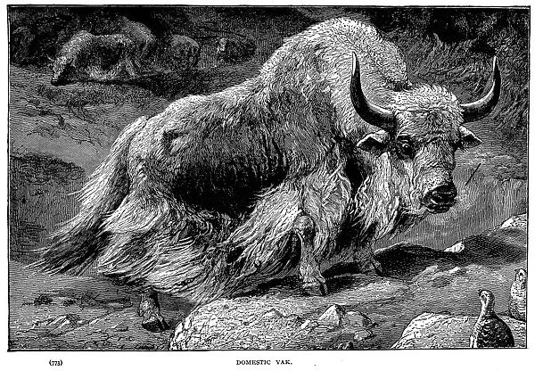 YAK. Domestic yak (Bos grunniens). Line engraving, American, c1899