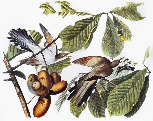 YELLOW-BILLED CUCKOO. Yellow-billed Cuckoo (Coccyzus americanus) by John James Audubon for his Birds of America, 1827-1838