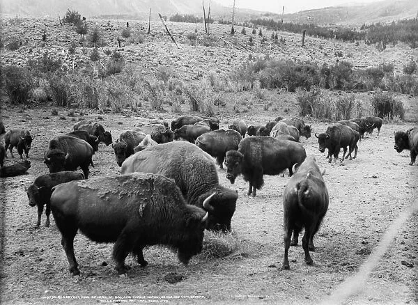 YELLOWSTONE: BISON, c1907. A herd of bison in Yellowstone National Park. Photograph